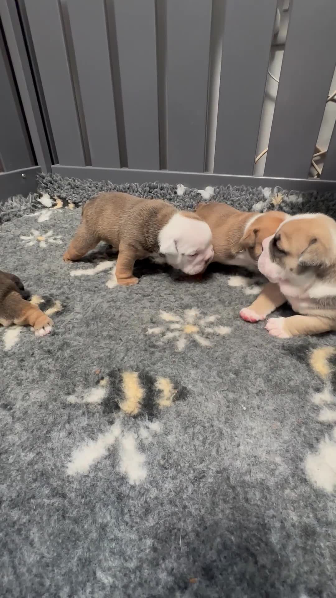 English Bulldog dogs for sale: Stunning red/white kc reg English bulldog puppies  - Video 2