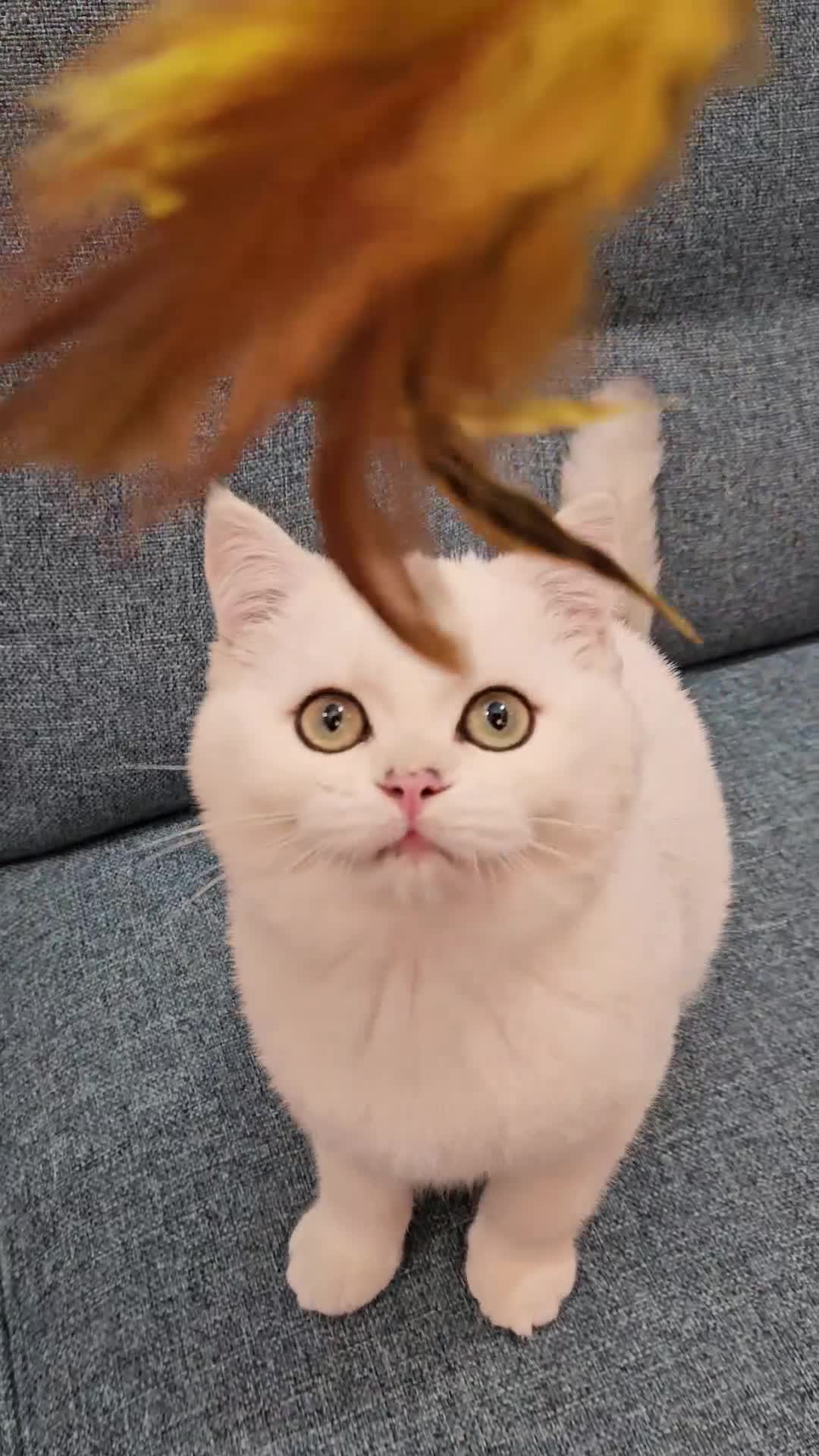 Scottish Fold cats for sale: Excellent Scottish straight kittens  - Video 2