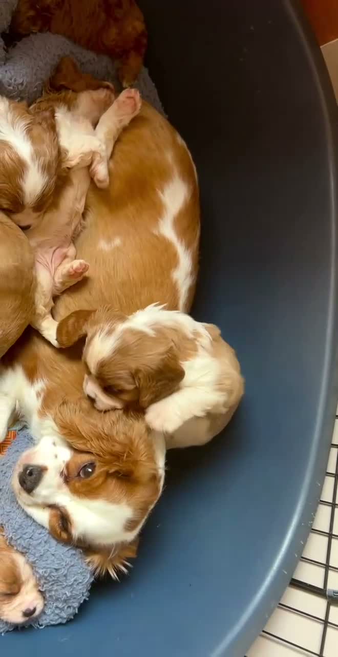 Cavalier King Charles Spaniel dogs for sale: KC Reg Cavalier Pups  - Video 1