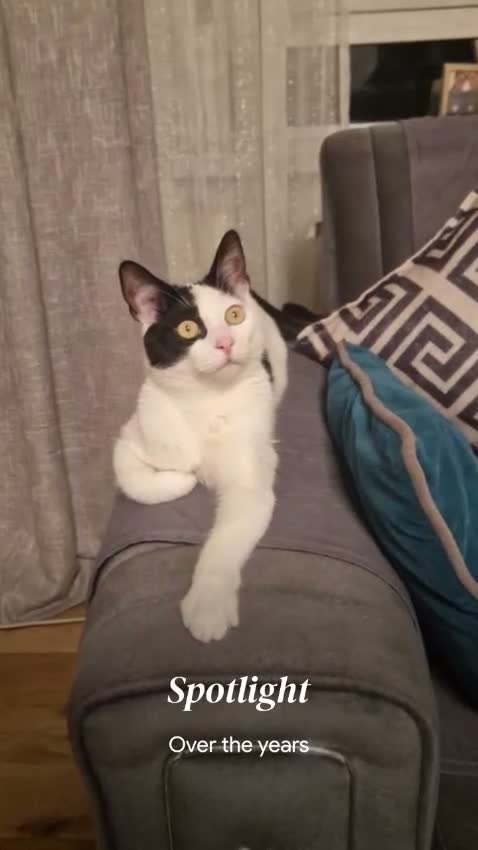 Mixed Breed cats for sale: My cutesy baby girl🥹 in London - Video 1