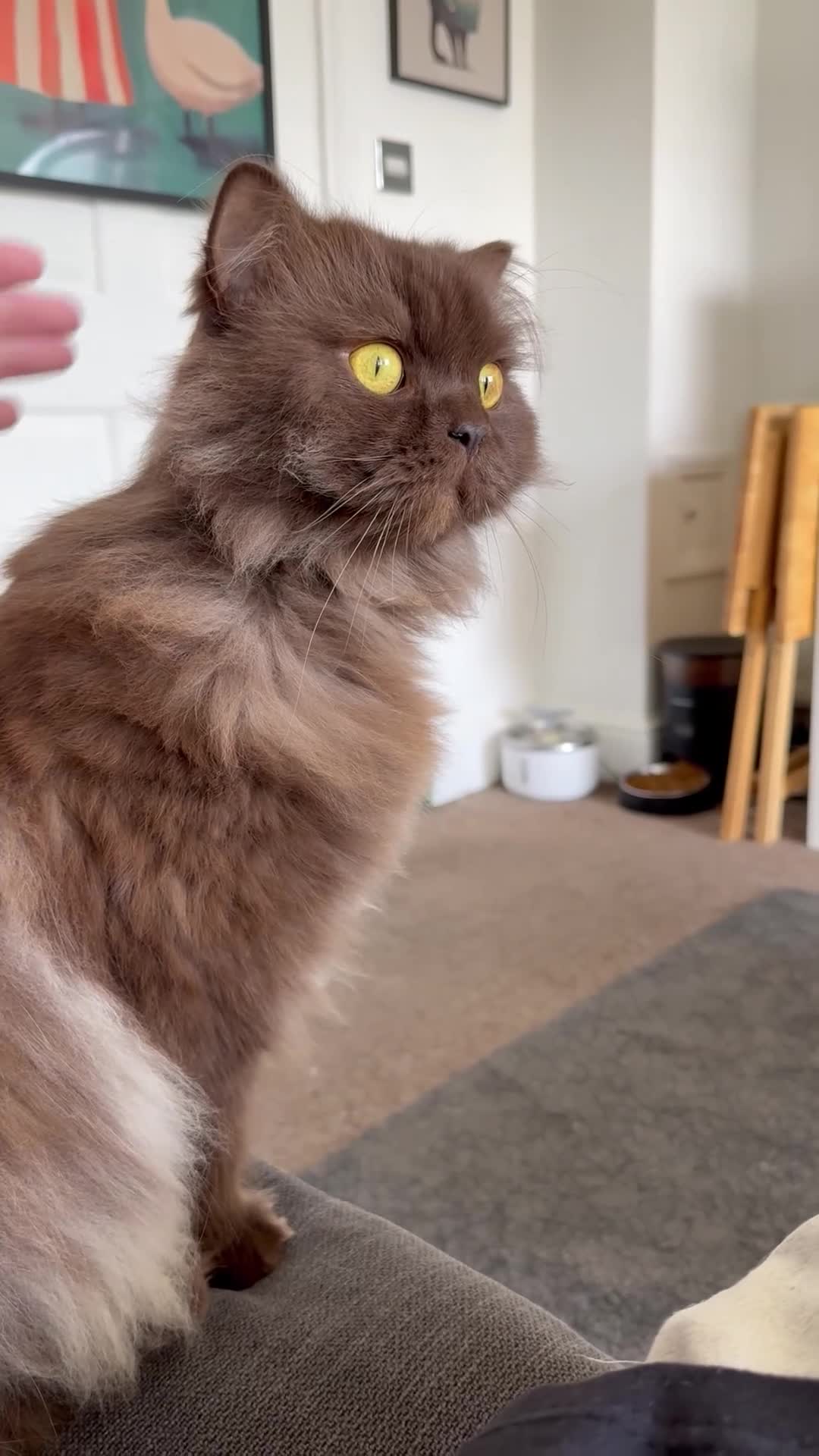 British Longhair cats for sale: British longhair  - Video 1