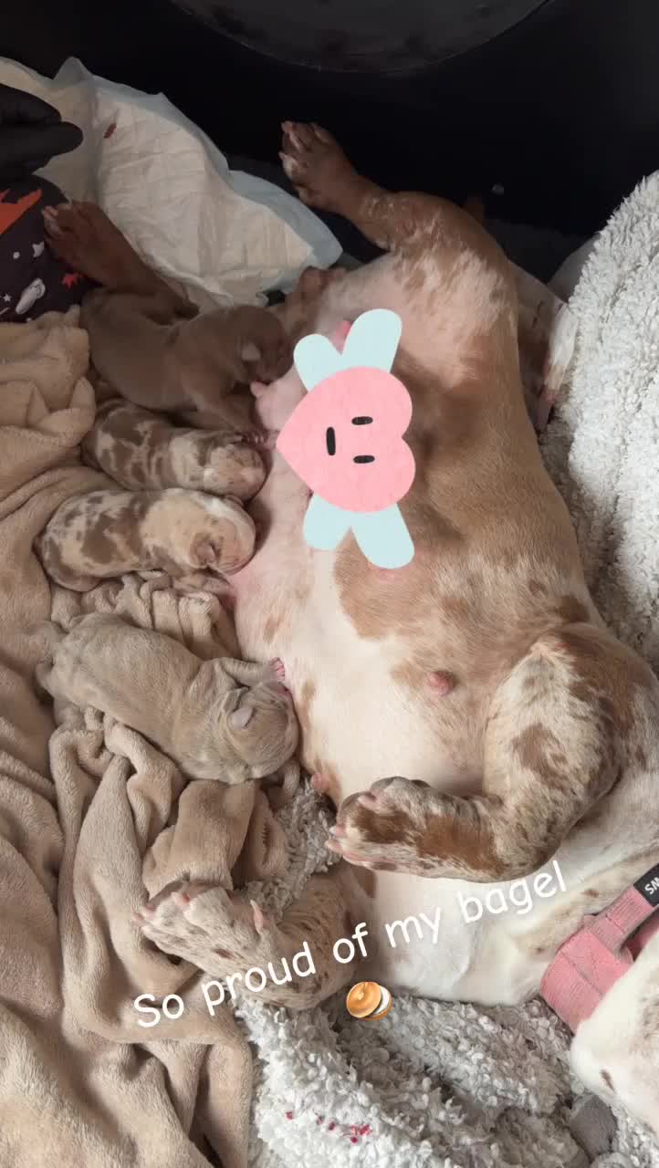 Mixed Breed dogs for sale: Full Breed LUXURY EXOTIC MICRO PUPPYS - Video 1