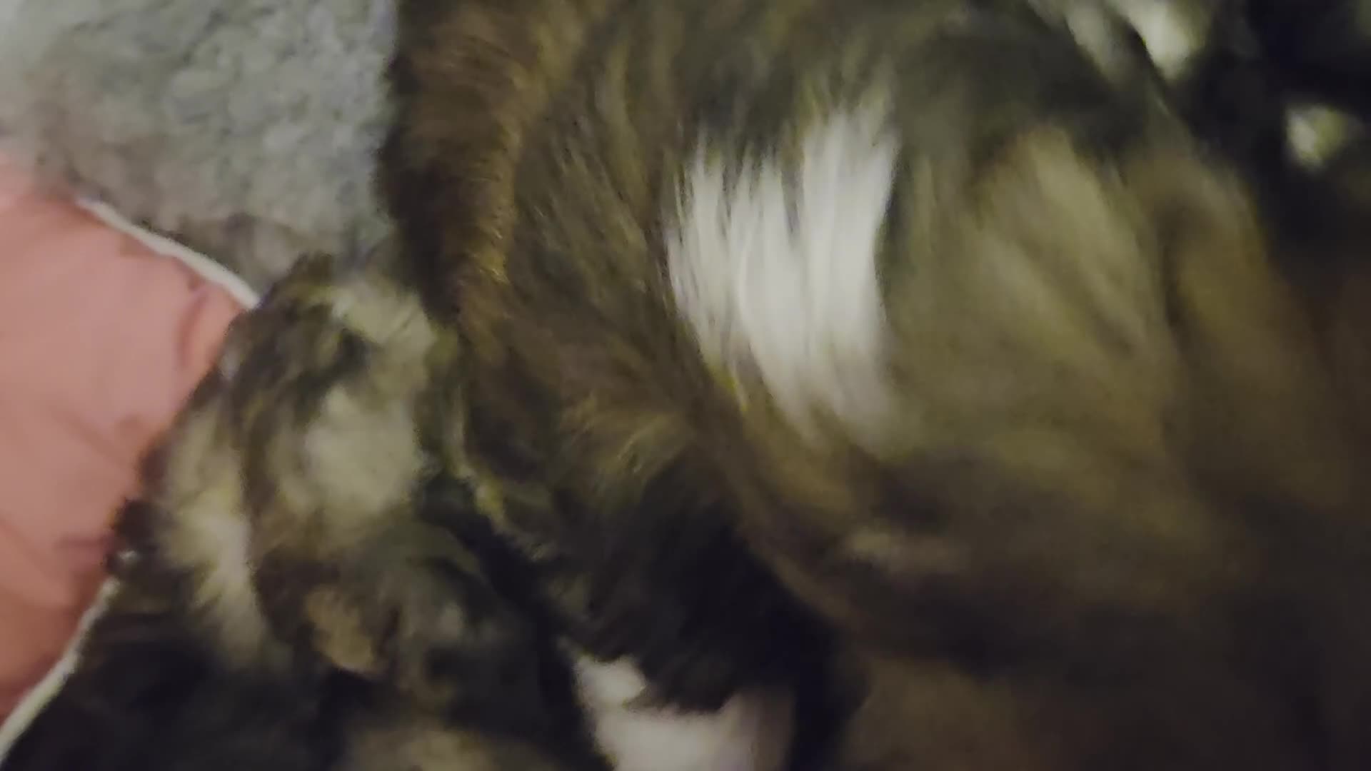 Lhasa Apso dogs for sale: Puppies - Video 3