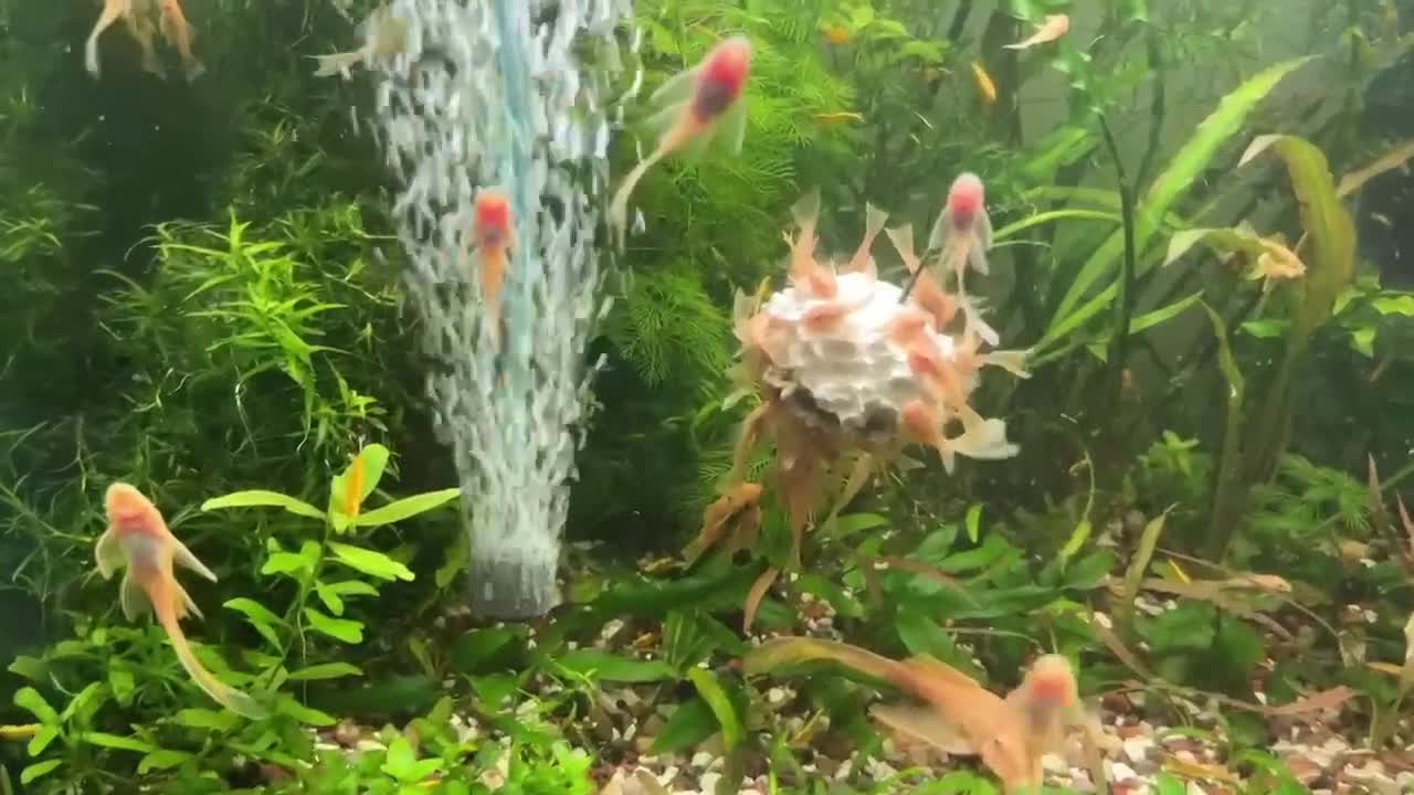 Catfish fish for sale: Various species of Ancistrus.Juveniles and adults. - Video 2