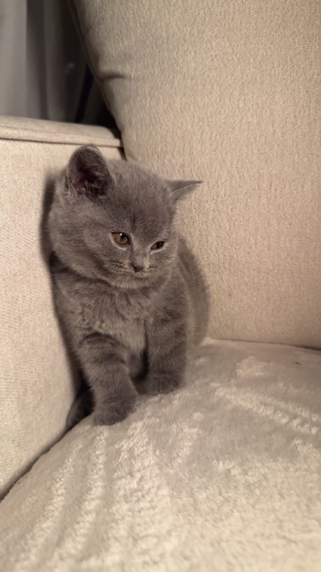 British Shorthair cats for sale: British short hair kittens  - Video 2