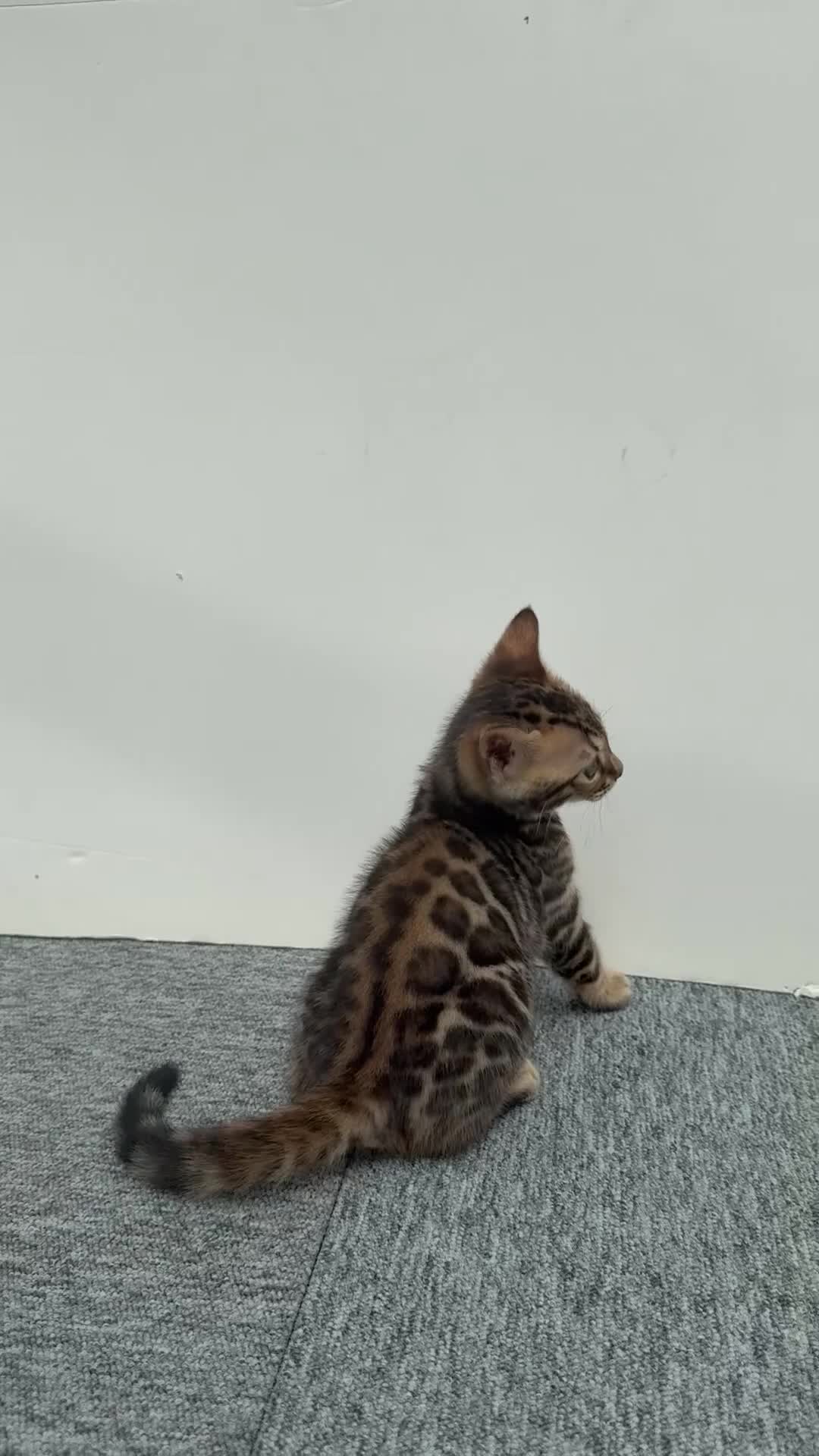 Bengal cats for sale: 🐾 Gorgeous Pure Breed Bengal Boy Kitten 🐾 - Video 1