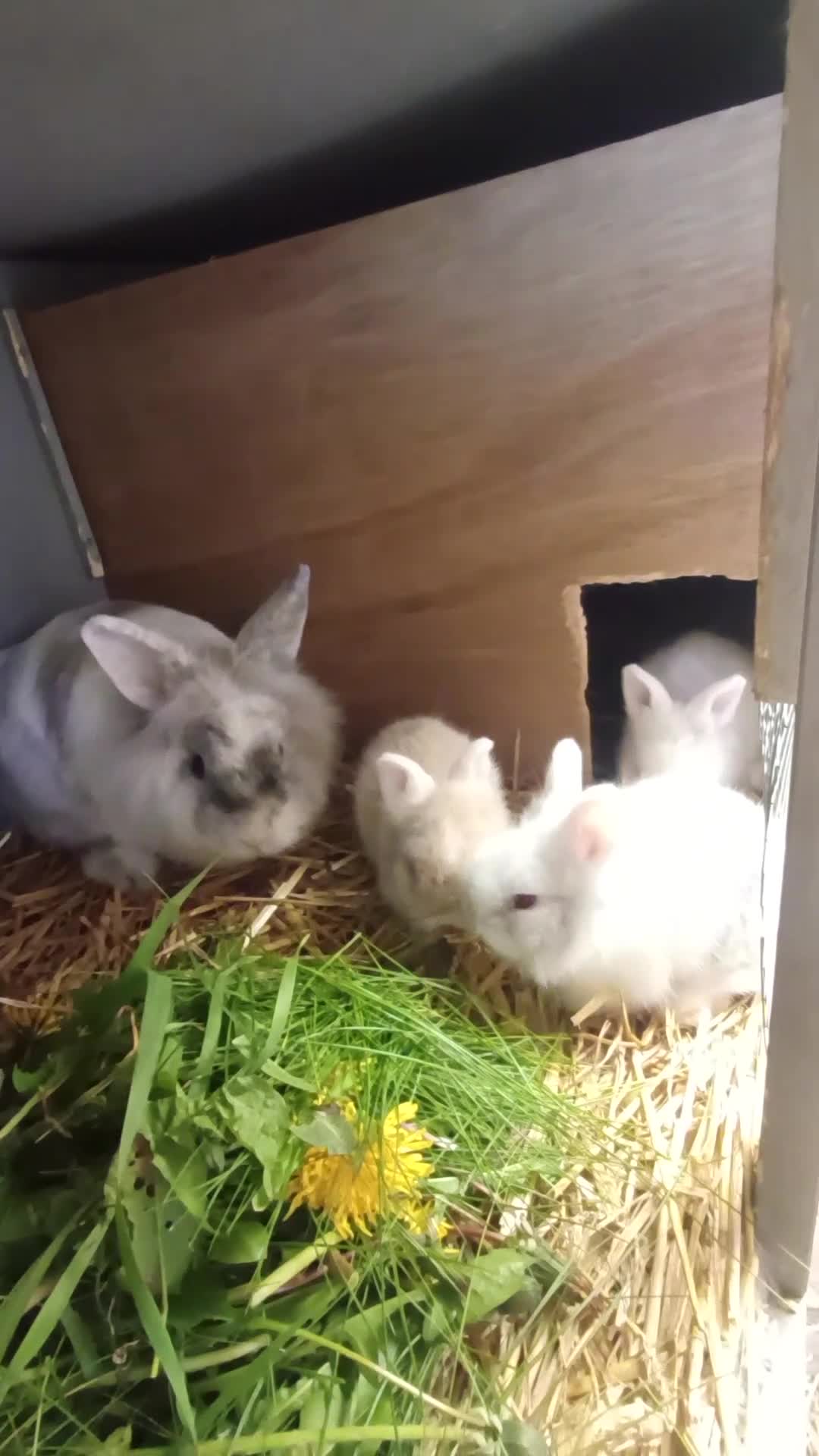 Lionhead rabbits for sale: White & blue lionhead  - Video 1