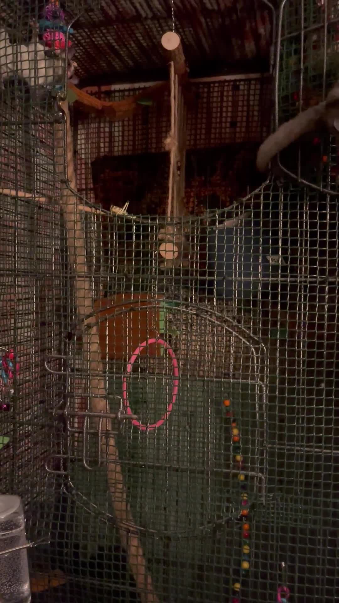 Sugar Glider rodents for sale: 2x sugar gliders for sale (male & female) - Video 1