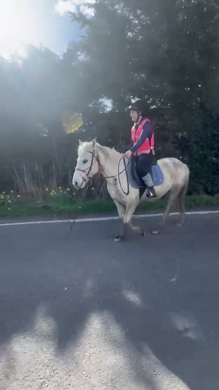 Dartmoor horses for sale: 12.2 Dartmoor pony mare - Video 2