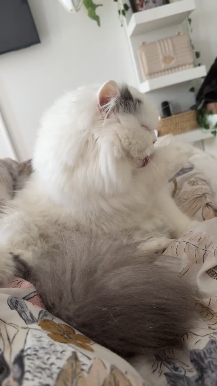 Persian cats for sale: Stunning white Persian.  - Video 1
