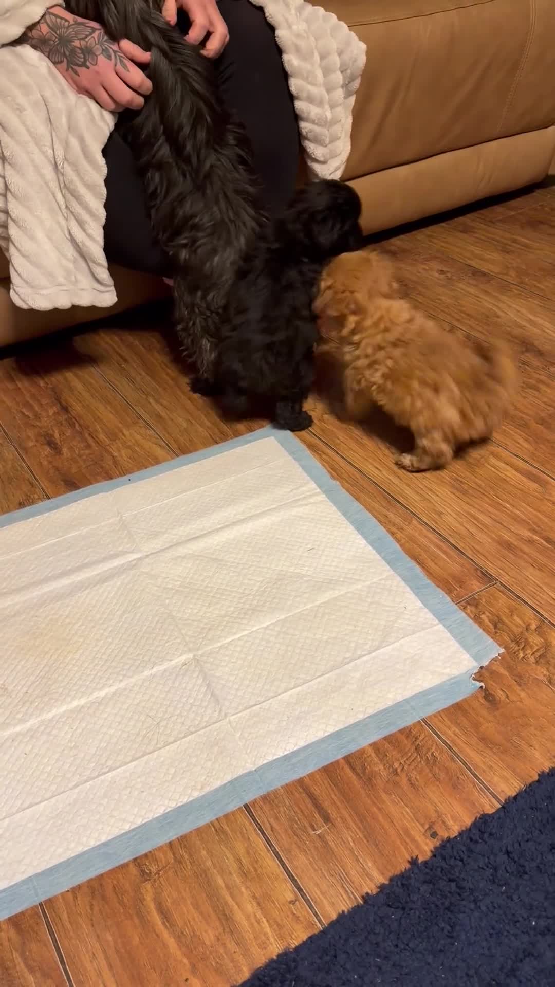 Mixed Breed dogs for sale: Biewer Terrier x mini poodle - Video 1