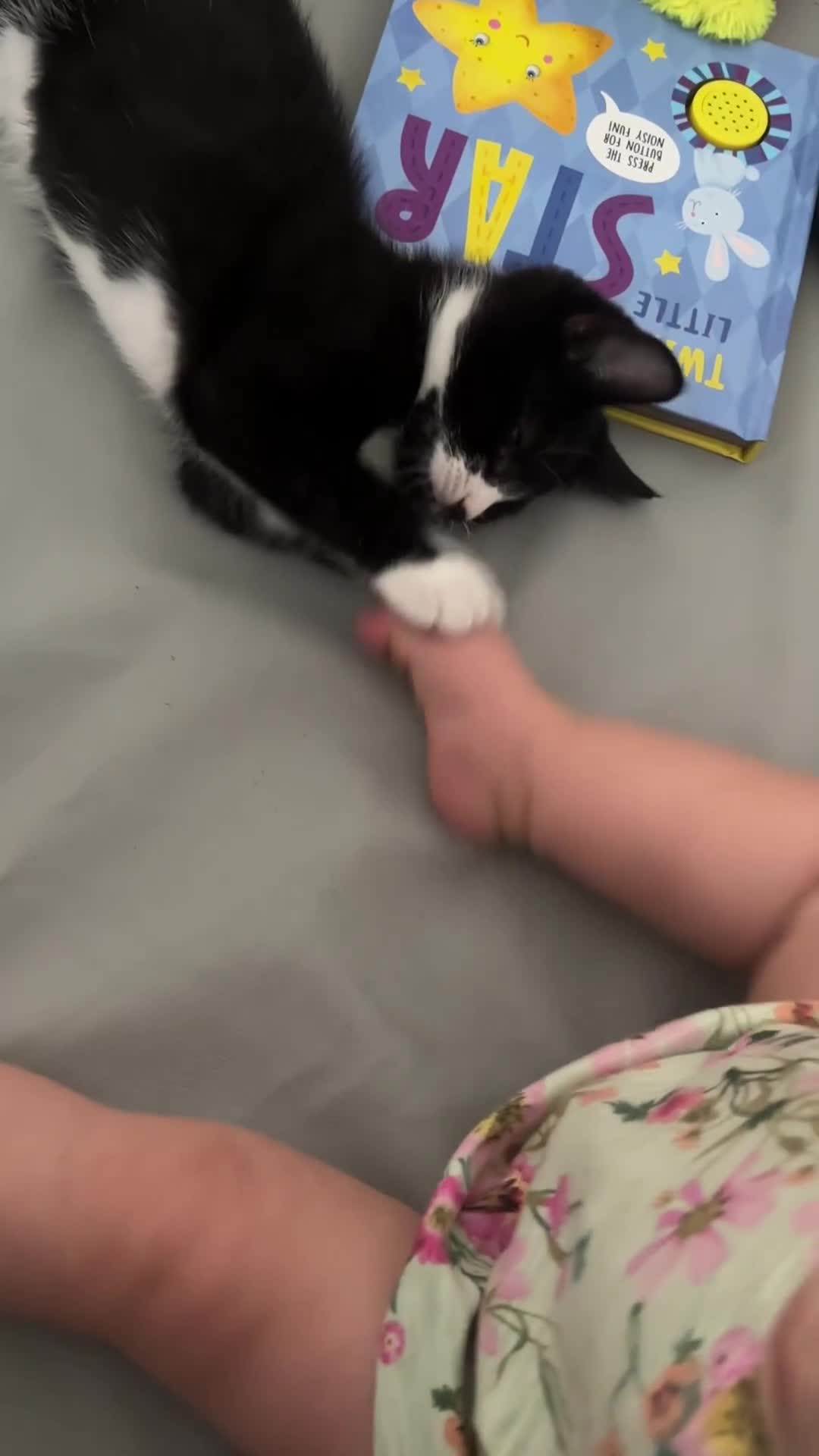 Mixed Breed cats for sale:  Loving Home Wanted for 2 Black & White Cats in Enfield - Video 2