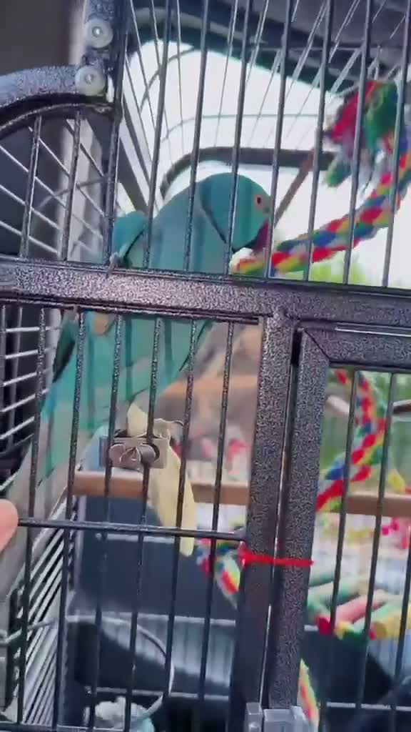 Parrots birds for sale: blue indian ringneck parrot - Video 2