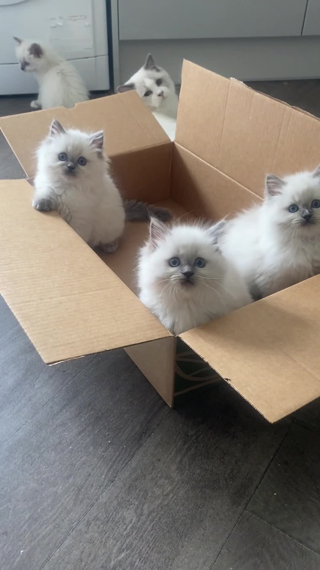 Ragdoll cats for sale: Beautiful Ragdolls😻 READY IN 2 WEEKS 😻 - Video 3