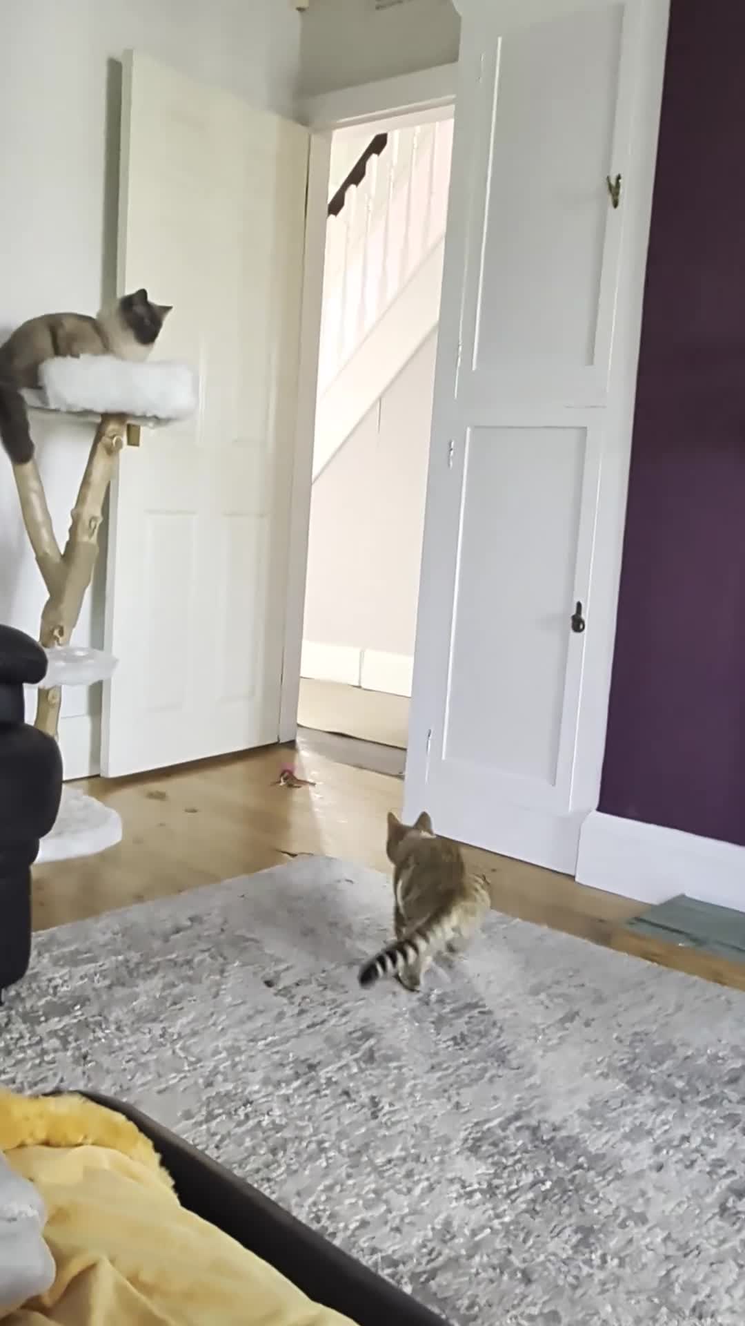 Bengal cats for sale: Gorgeous light Bengal female - Video 2