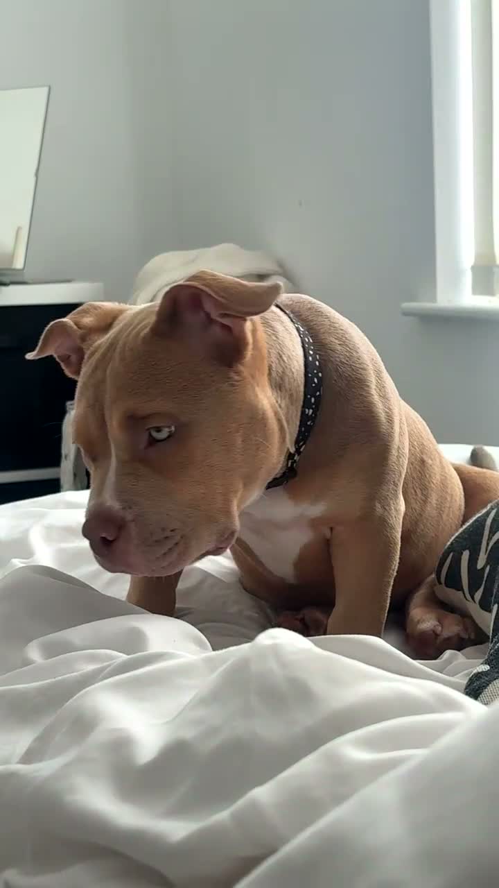 American Bully dogs for sale: 18 weeks female  in Nottingham - Video 1