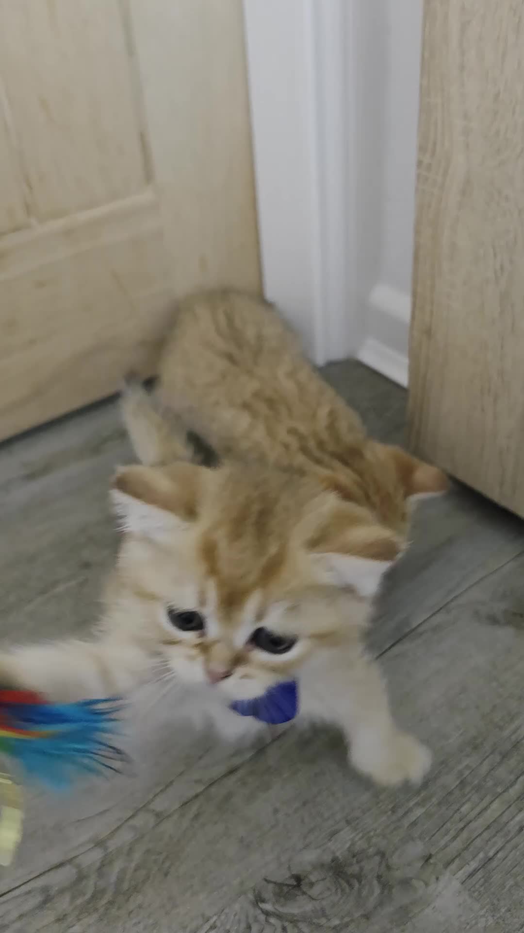 British Shorthair cats for sale: British Shorthair Golden Chinchilla Kittens - Video 4