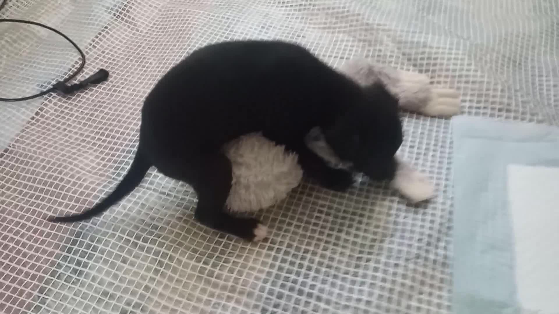 Whippet dogs for sale: REDEVELYN WHIPPET'S KC REG NR GLOUCESTER  - Video 4