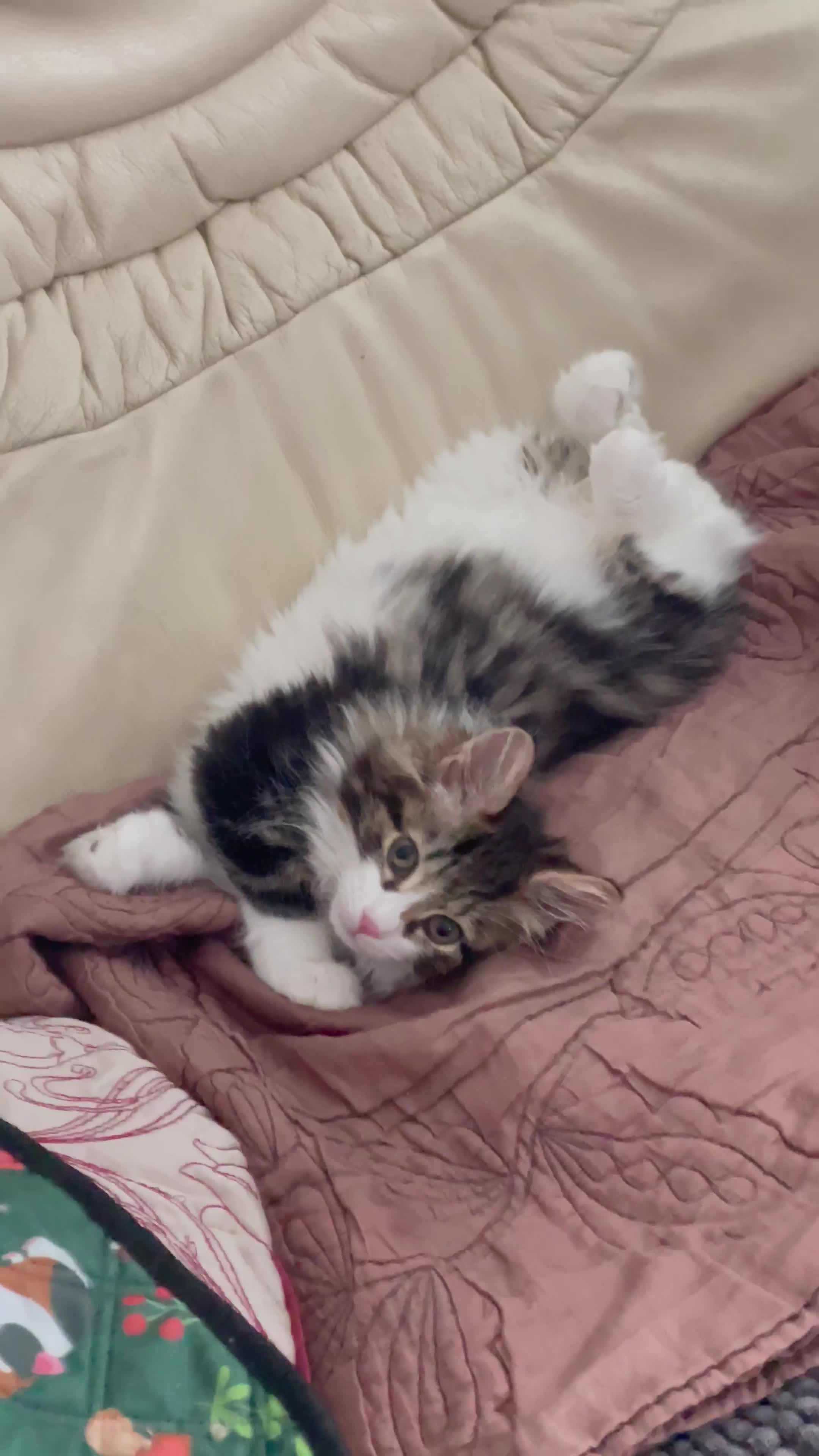 Kurilian Bobtail cats for sale: Reserved Kurilian Bobtail  kitten in spring  - Video 2