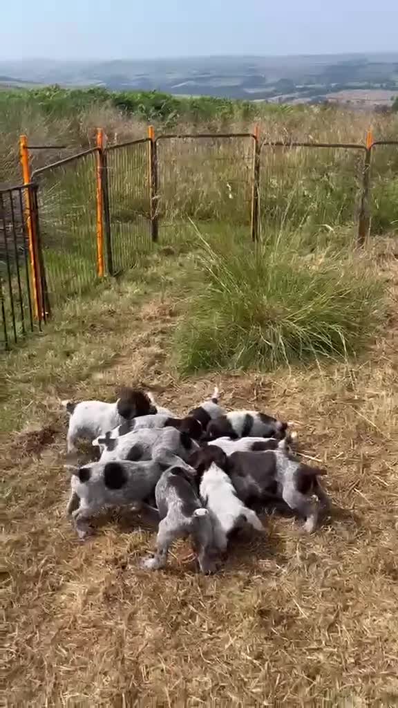 German Wirehaired Pointer dogs for sale: Wiredhaired German pointer pups hi - Video 2