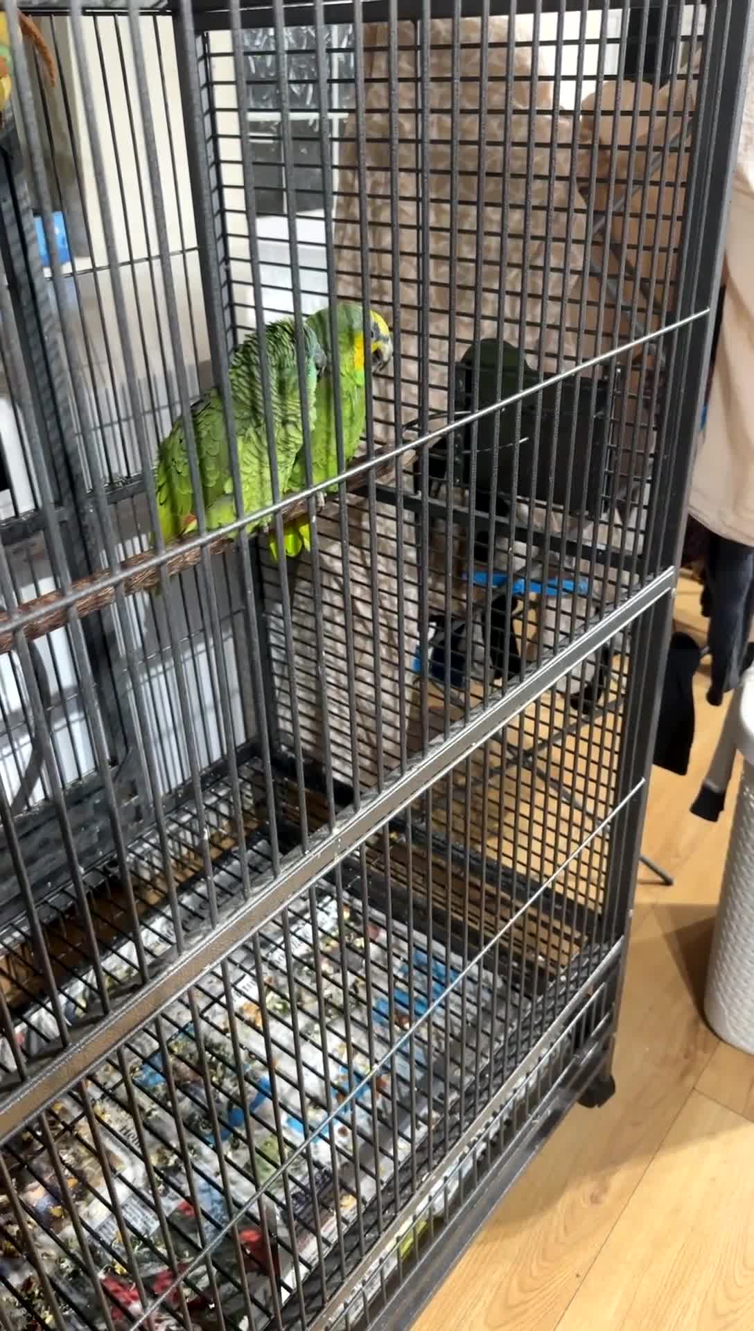 Parrots birds for sale: 2 Amazon Parrots with large cage  - Video 1