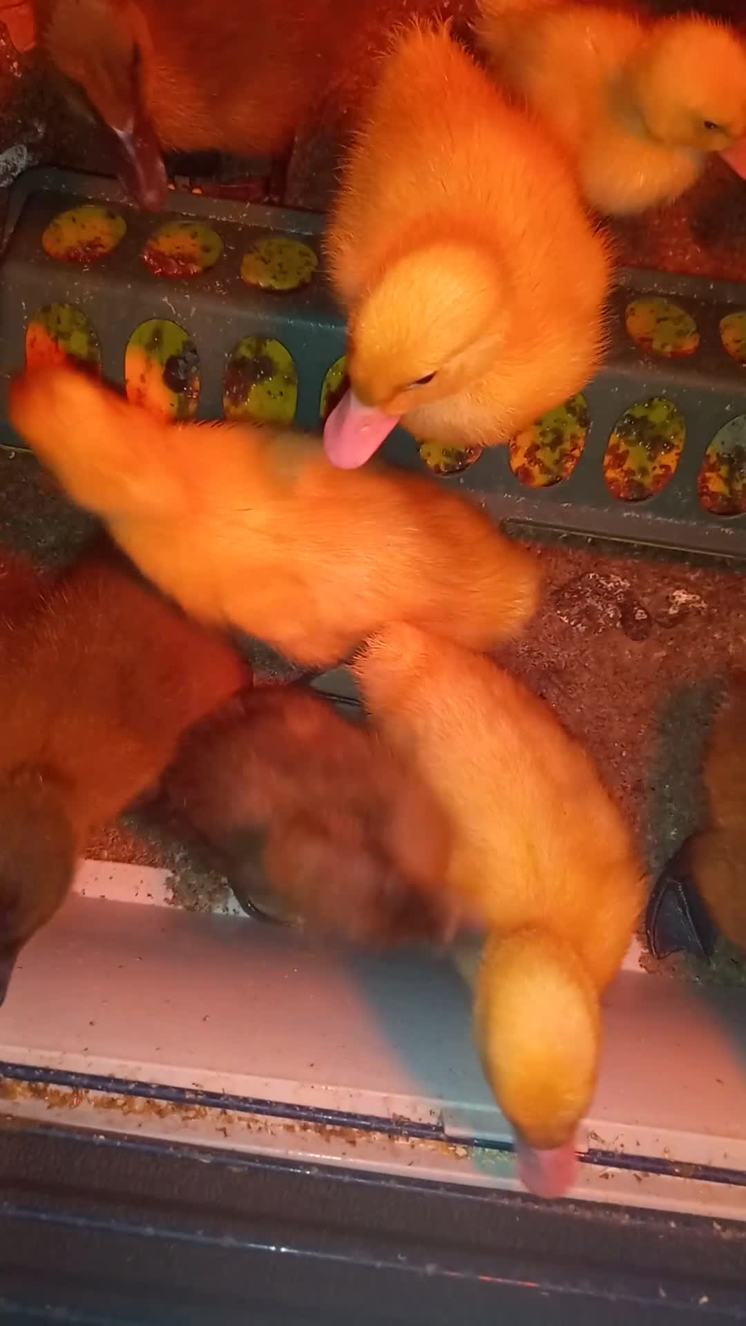 Ducks poultry for sale: Adorable Caki Campbell and Cherry valley Ducklings - Video 2