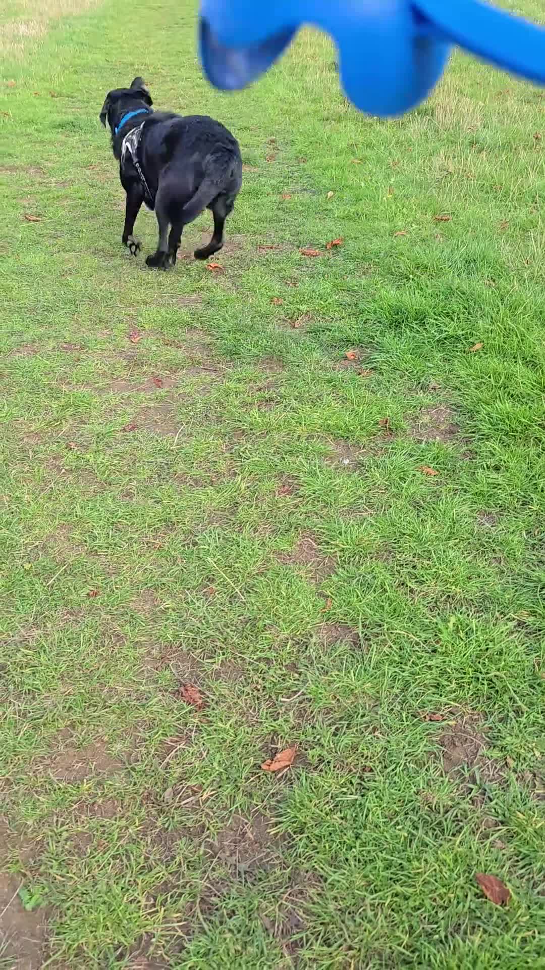 Mixed Breed dogs for adoption: Lab/Collie  - Video 1