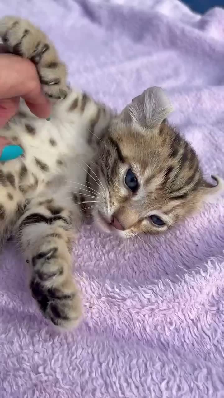 Keetso cats for sale: Stunning wild looking polydactyl curl ear keetsos  - Video 2