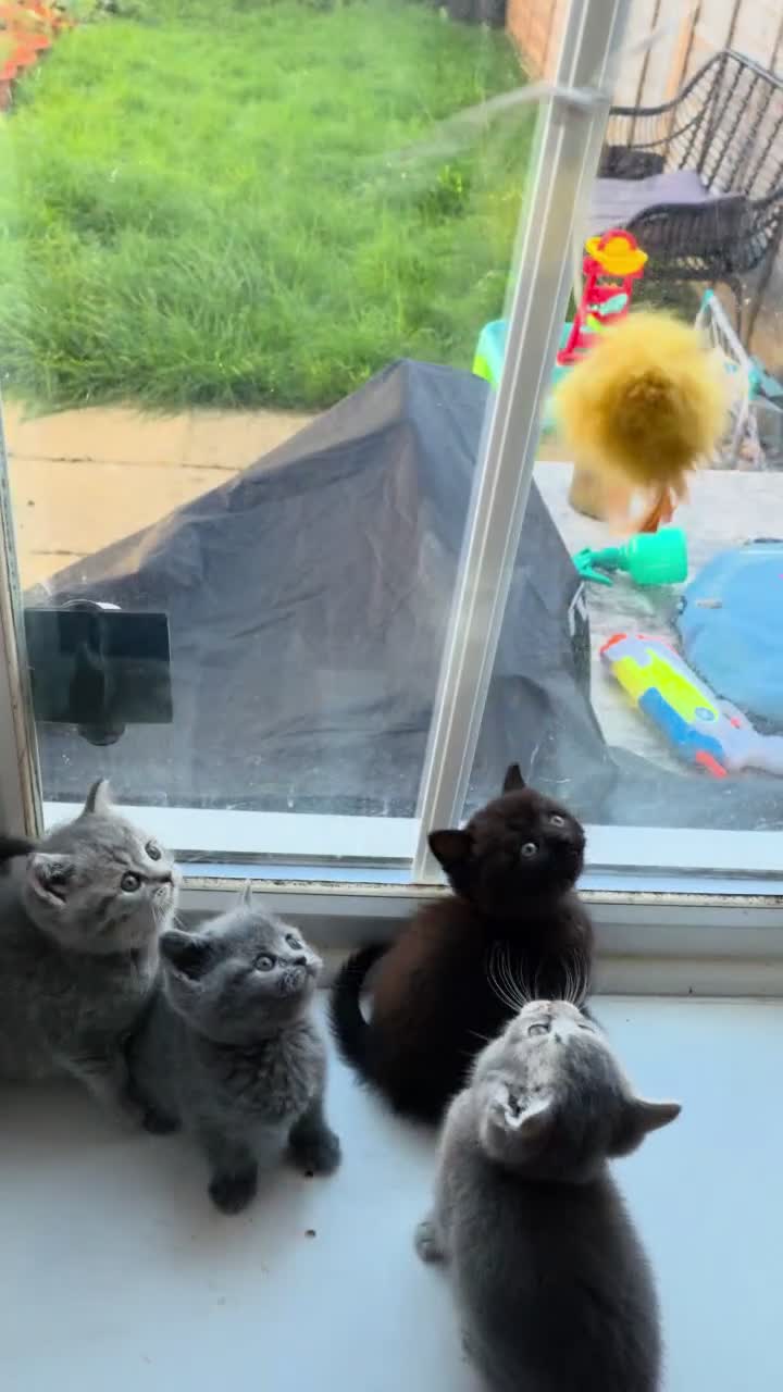 British Shorthair cats for sale: British Shorthair kittens - Video 1