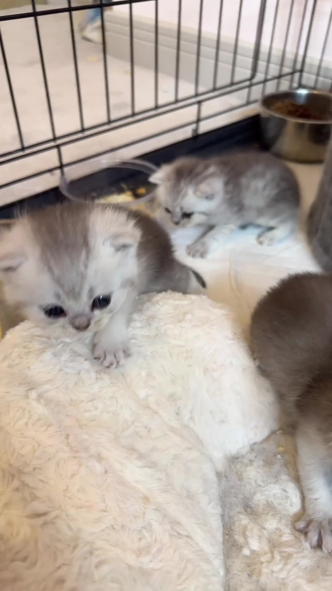 British Shorthair cats for sale: British shorthair  - Video 1