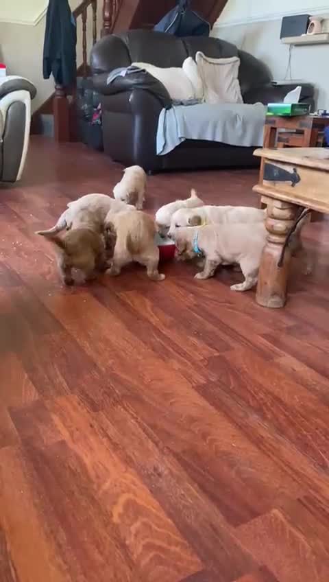 Goldendoodle dogs for sale: Goldendoodles - Video 1