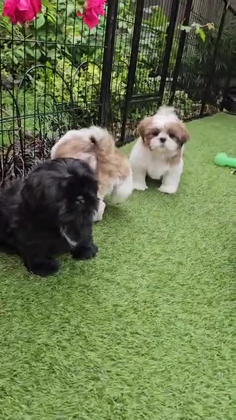 Shih Tzu dogs for sale: RARE BLACK STANDARD SHIH TZU WITH BLUE  SKIN - Video 2
