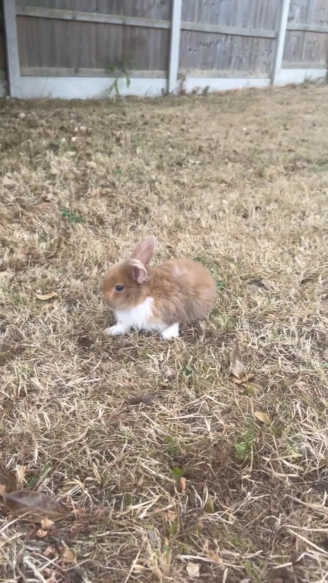Mini Lop rabbits for sale: Gorgeous baby mini lop boys (bucks) - Video 1