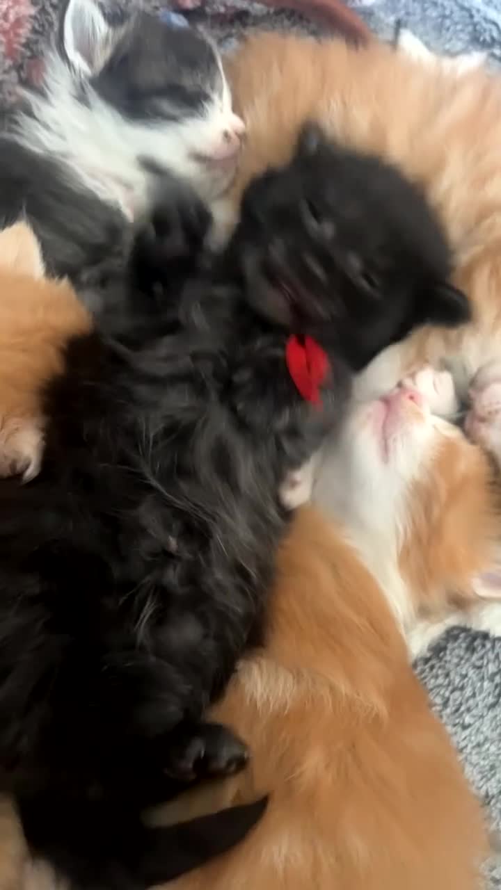 Maine Coon cats for sale: Mainecoon kittens  - Video 1