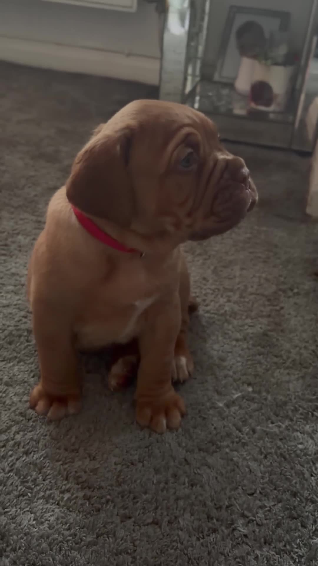 Dogue De Bordeaux dogs for sale: 2 BITCHES!LEFTFULL PEDIGREE 🦁 dogue de Bordeaux  - Video 4