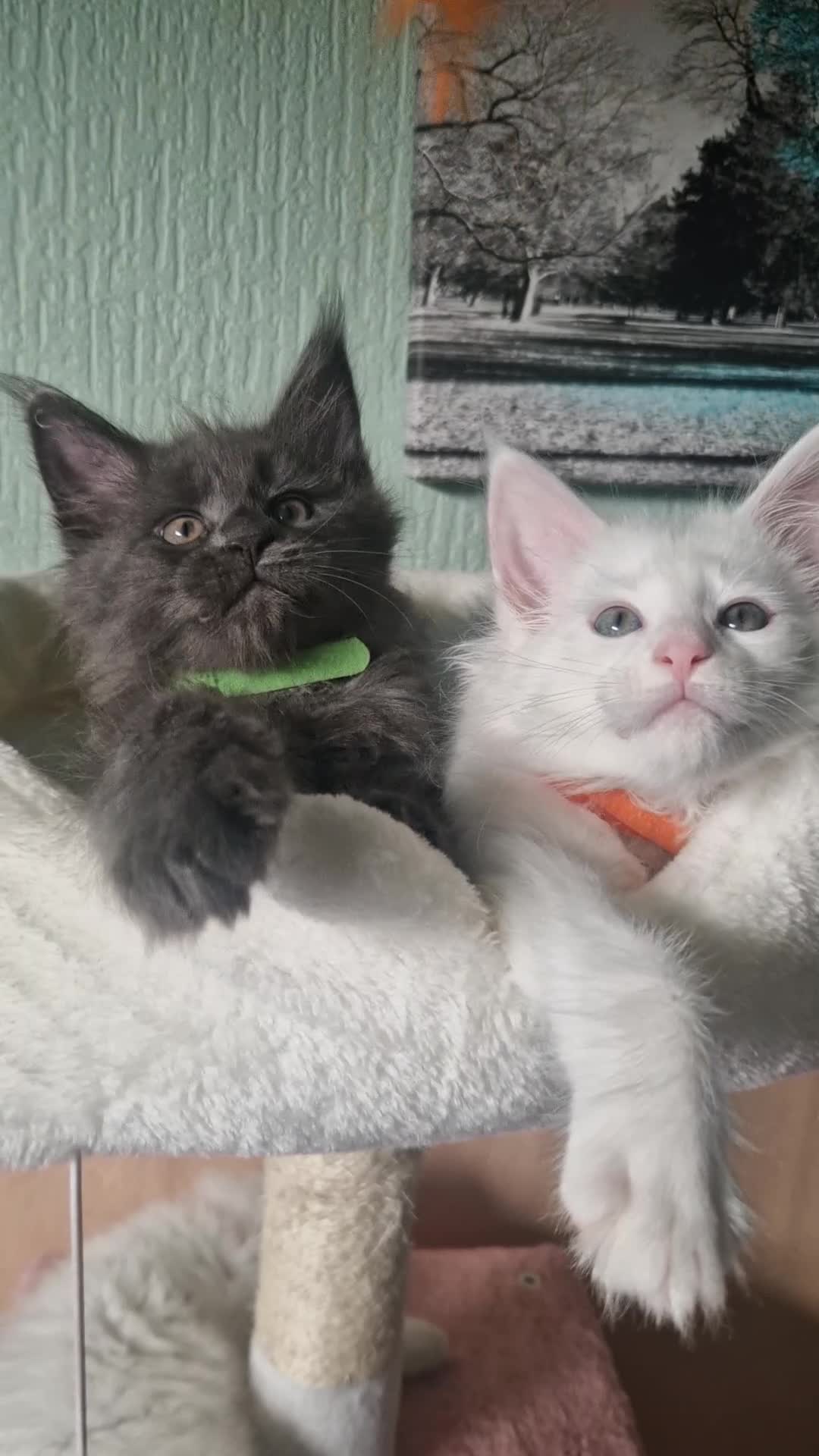 Maine Coon cats for sale: TICA REGISTERED MAINE COON KITTENS - Video 2