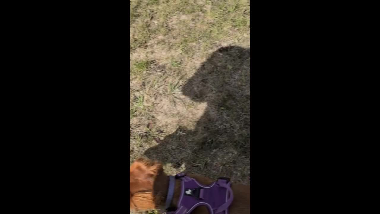 Cocker Spaniel dogs for sale: Working Cocker Spaniel 7 Months Old - Video 1