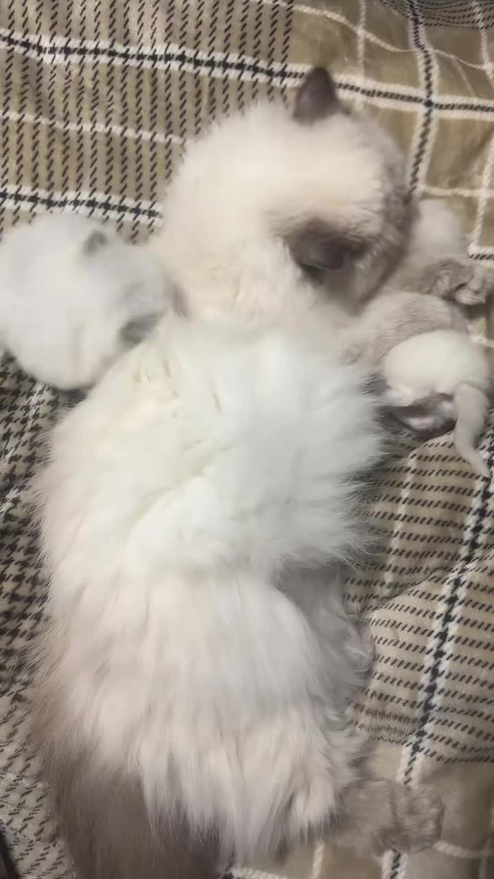 British Longhair cats for sale: Exquisite Kittens Persian Mum Registered BLH Dad - Video 3