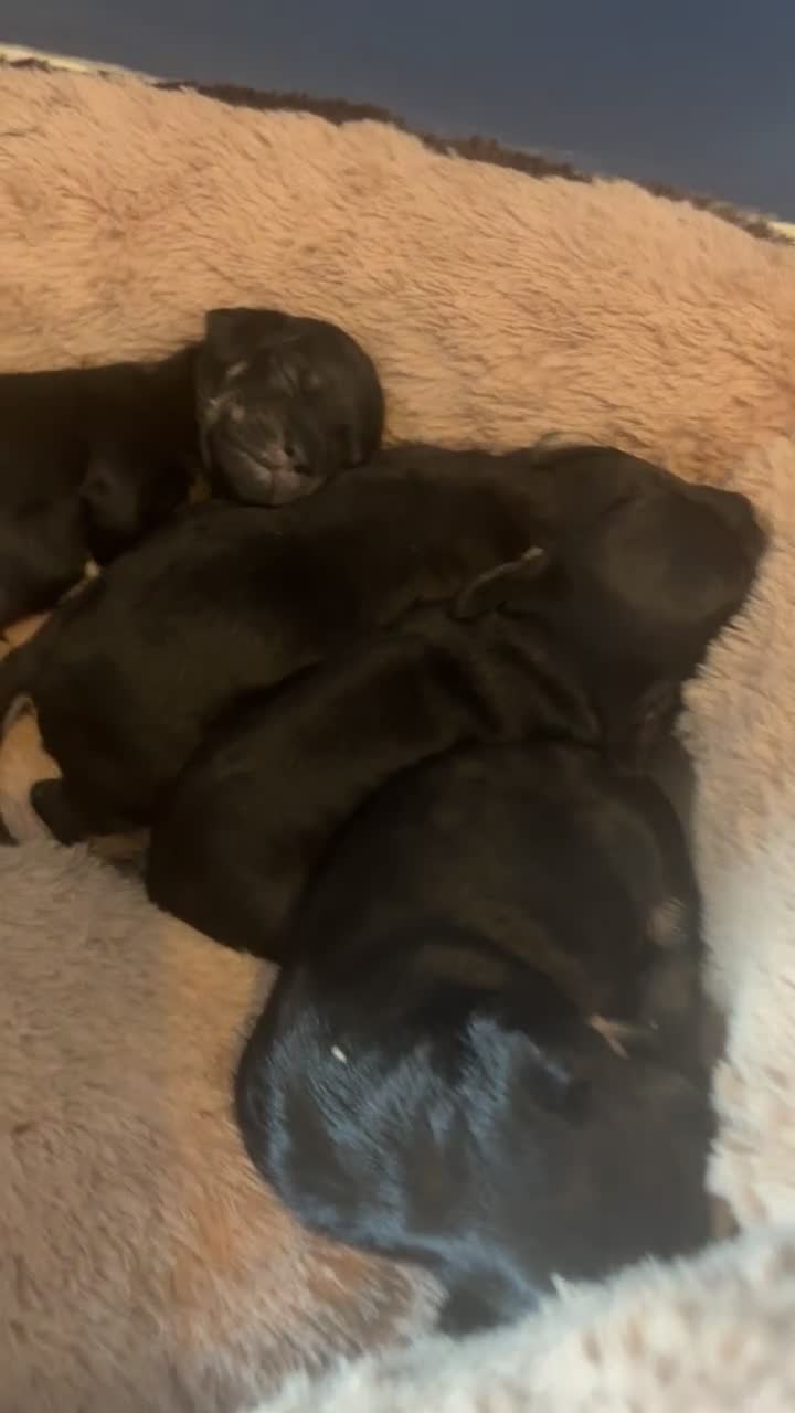 Mixed Breed dogs for sale: Beautiful Baby boy Daug puppy’s-  - Video 2