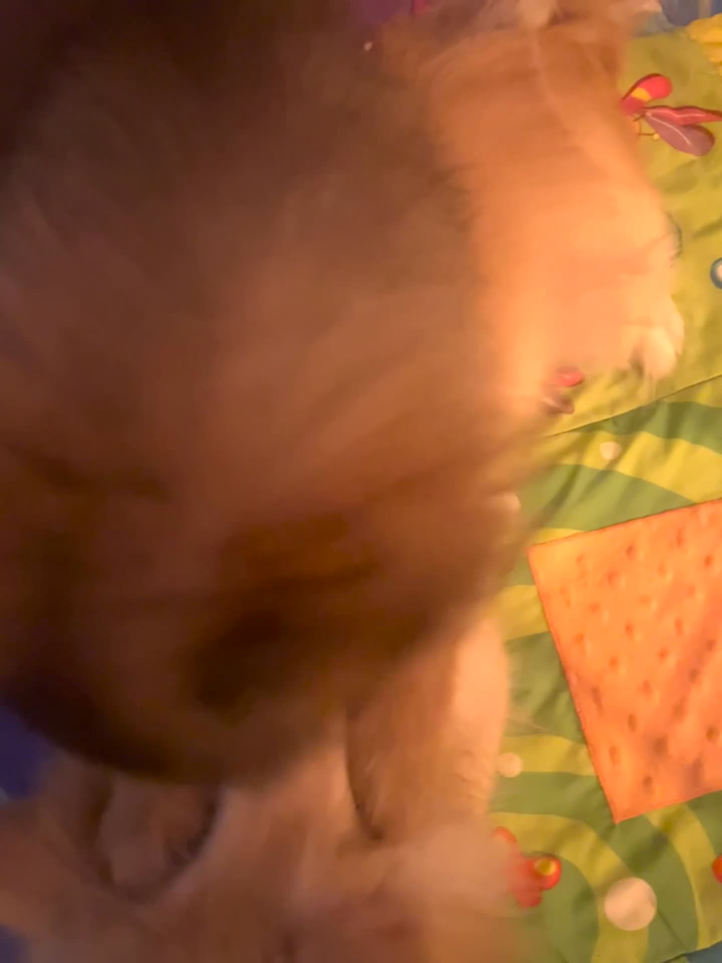 Mixed Breed dogs for sale: Forever Home Wanted  - Video 2