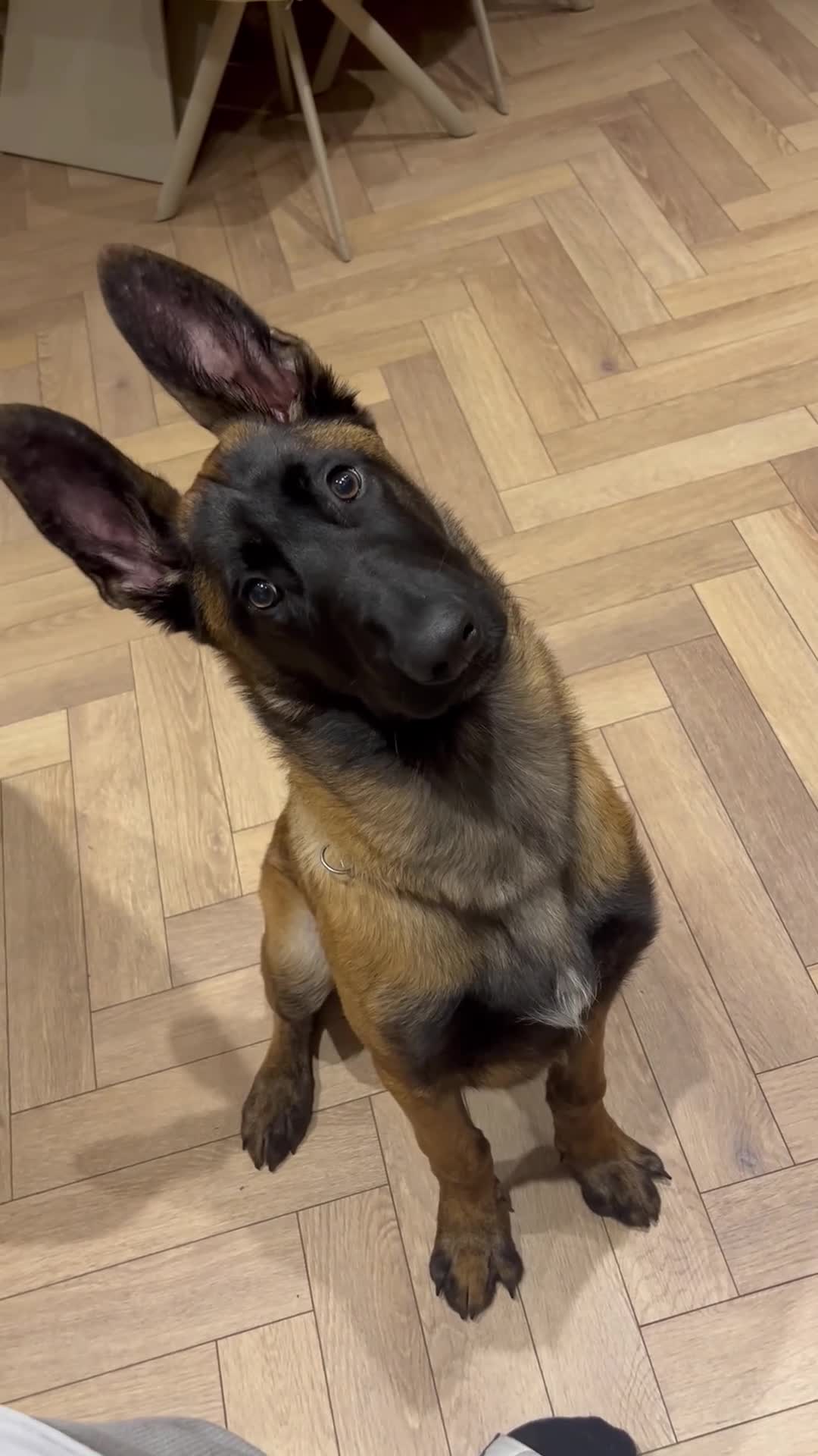 Belgian Shepherd Dog dogs for sale: Malinois Large Male - Video 1