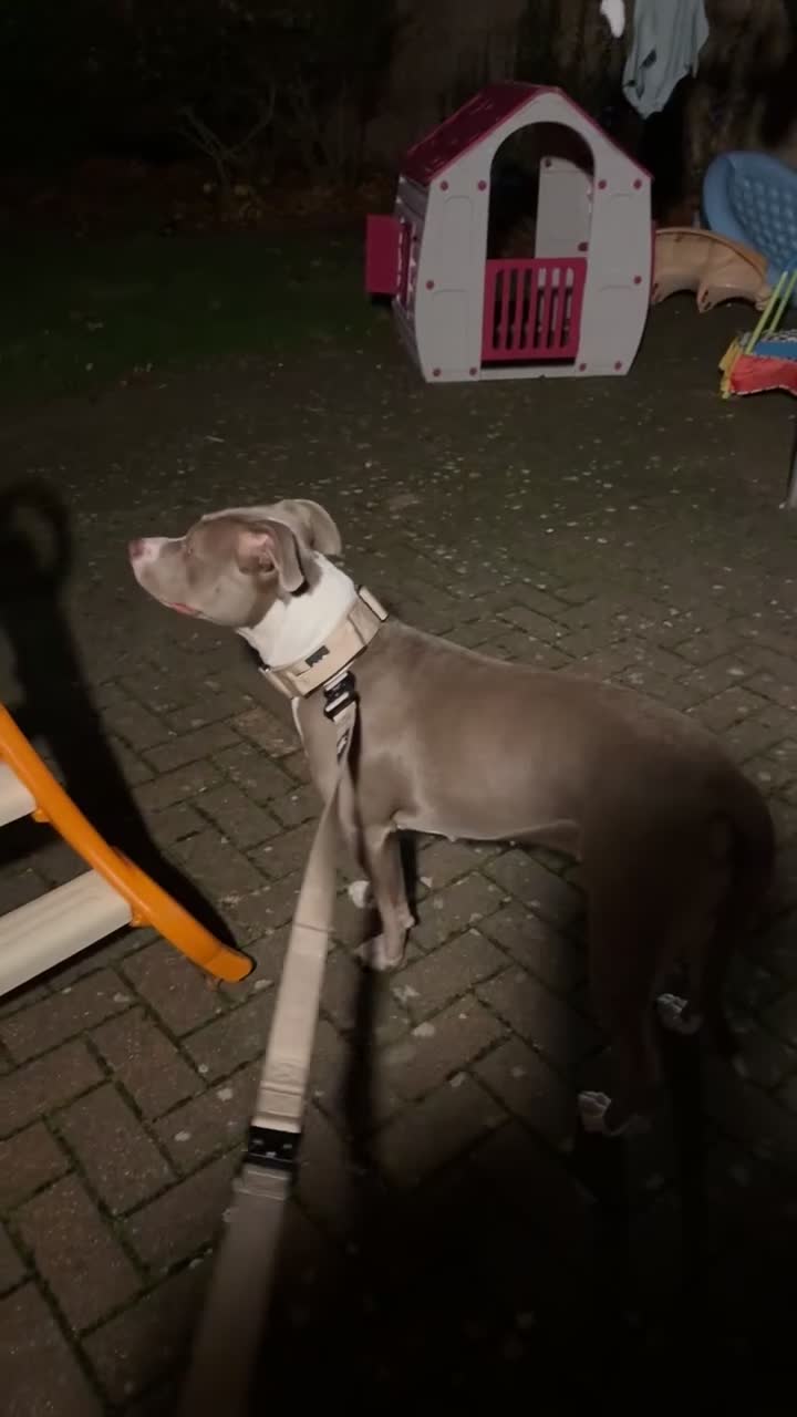 Mixed Breed dogs for sale: 1 year old female Staff  ** tiff  - Video 1