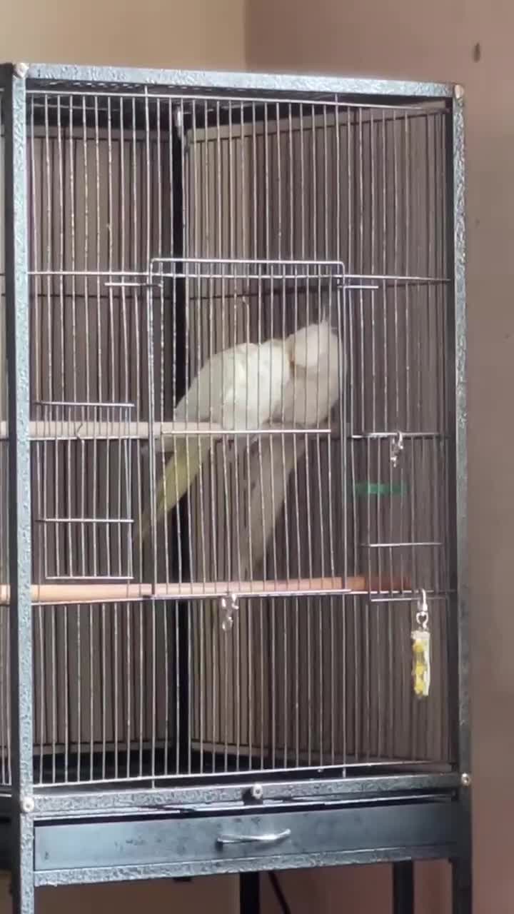Cockatiels birds for sale: 1 pair of very beautiful cockatiels birds - Video 1