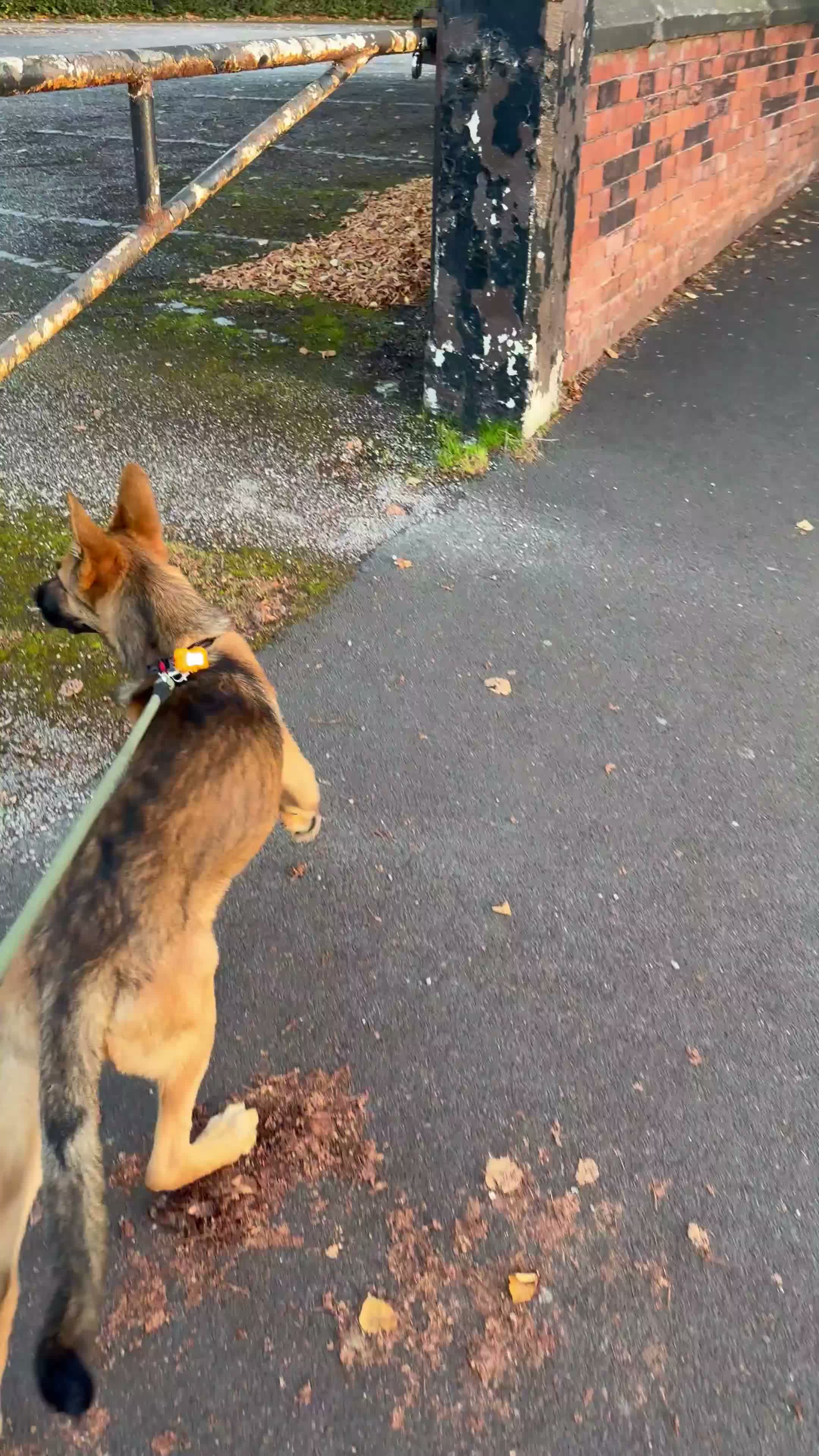 German Shepherd dogs for sale: German shepherded x Belgian malonois - Video 1