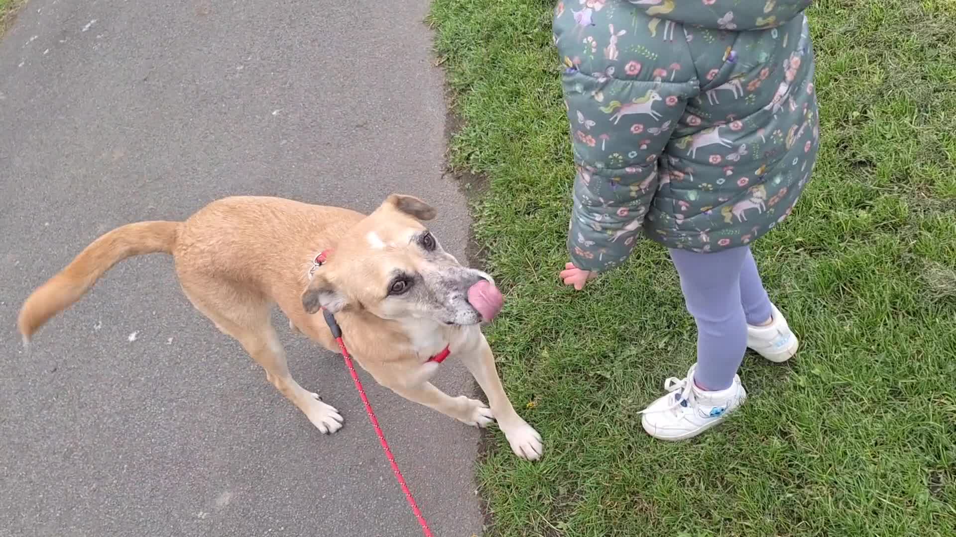 Mixed Breed dogs for sale: Fluffy, golden boy  - Video 1