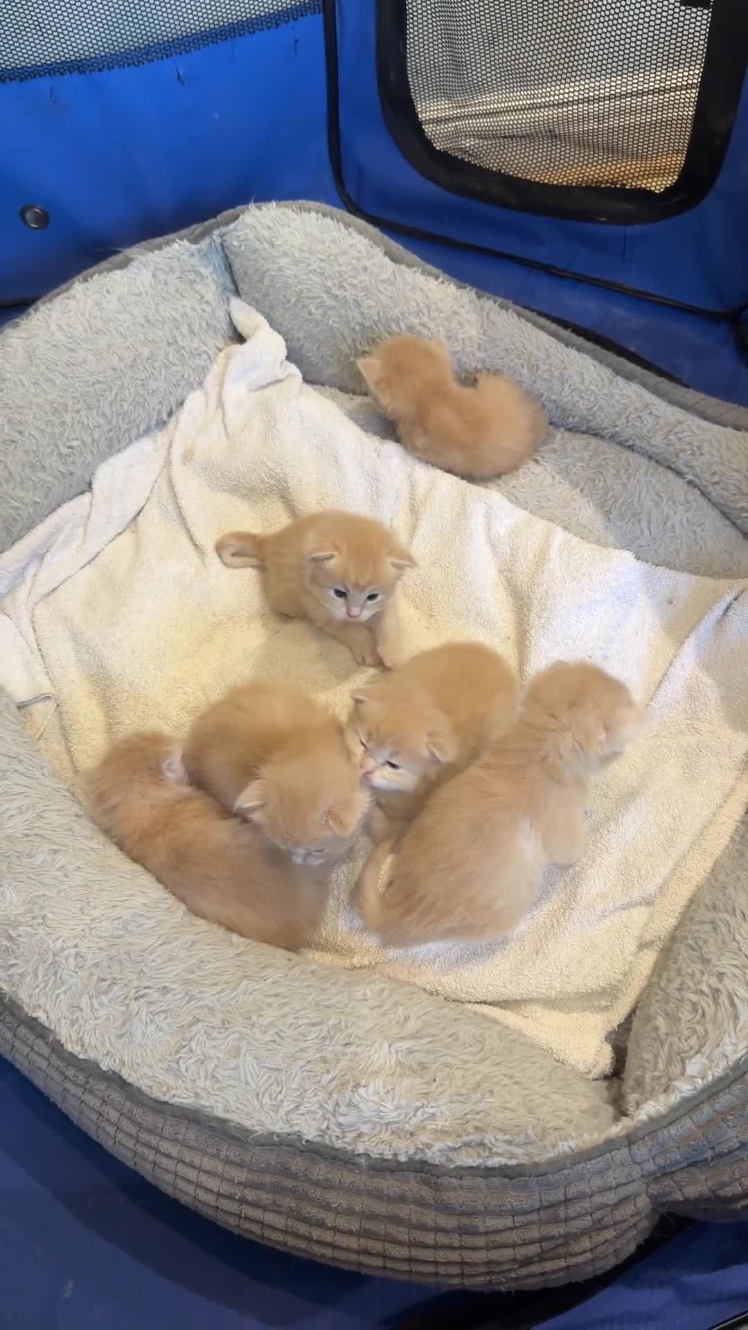 Ragdoll cats for sale: Unique Giant Fawn Ragdoll X Maine Coon Kittens  - Video 1