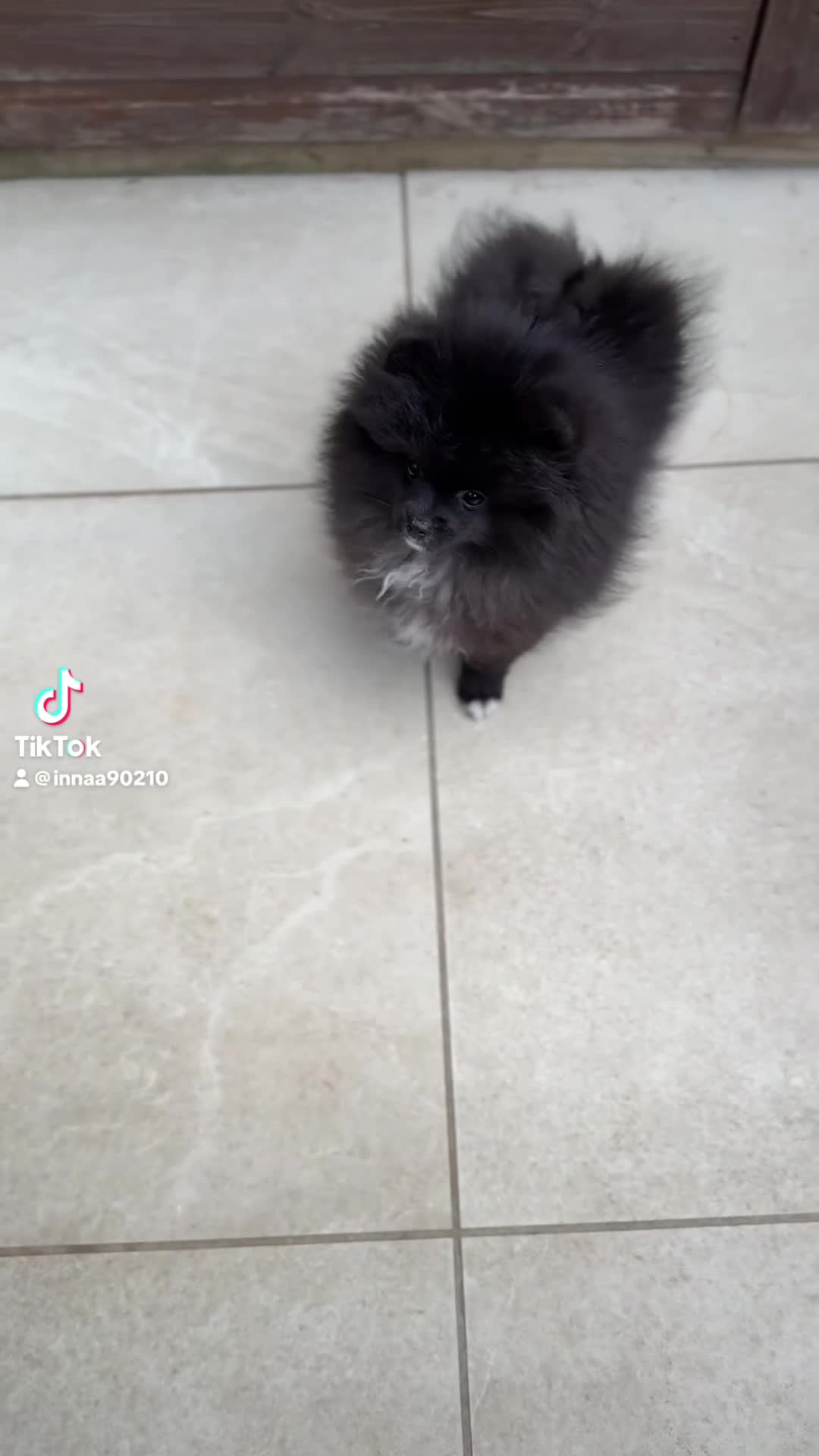 Pomeranian dogs for sale: Black Pomeranian puppy girl  - Video 1