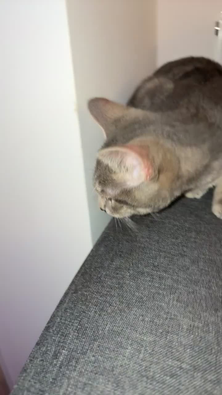 British Shorthair cats for sale: Beautiful gray cat for sale in Ilford - Video 2