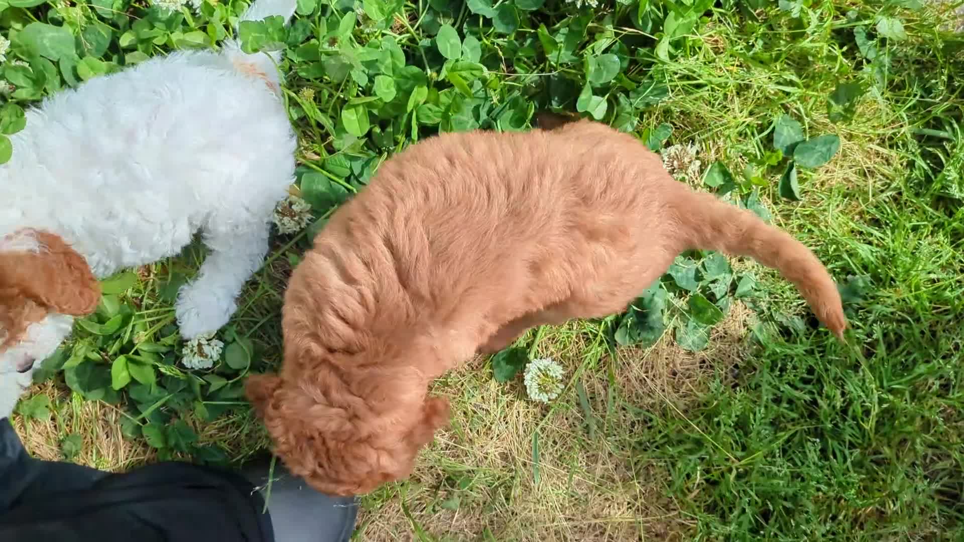 Cavapoo dogs for sale: All puppies reserved. - Video 1