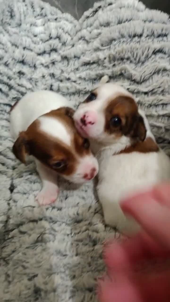 Jack Russell dogs for sale: 1 male pure mini jack russel - parents can be seen - Video 1